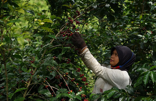 ‘Filosofi Kopi: Aroma Gayo’ explores coffee, philosophy in Aceh
